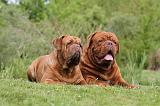 DOGUE DE BORDEAUX 082